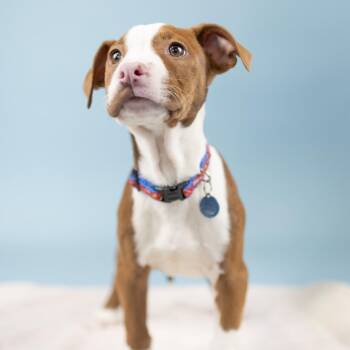 Mixed Breed Dogs Available for Adoption - Dux | PetCurious