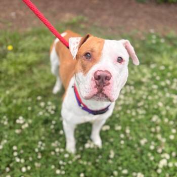 Mixed Breed Dogs Available for Adoption in Philadelphia, Pennsylvania - Pongo | PetCurious