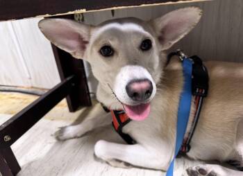 Rescue Shepherd Dogs for Adoption in Sadler, Texas - Rosie | PetCurious