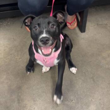 Sunflower -  Labrador Retriever and Mixed Breed Dog for Adoption in Tampa, Florida - Sunflower | PetCurious