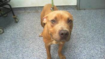A1265602 -  Pit Bull Terrier Dog for Adoption in Charlotte, North Carolina - A1265602 | PetCurious