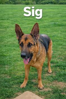 German Shepherd Dog Dogs Available for Adoption in Bolivar, Tennessee - Sig | PetCurious