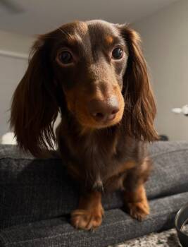 Dachshund Dogs Available for Adoption in Los Angeles, California - Jellybean  -   So Ca | PetCurious