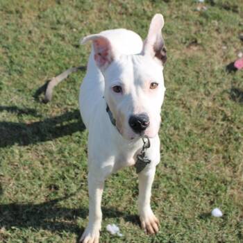 Rescue Pit Bull Terrier Dogs for Adoption in Cleveland, Mississippi - Vienna | PetCurious