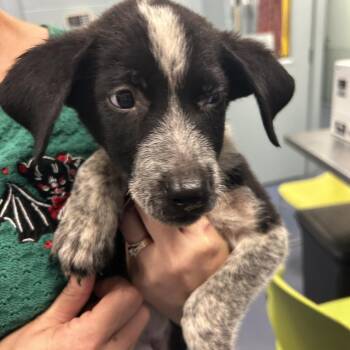 DAMIEN -  Mixed Breed Dog for Adoption in Greensboro, North Carolina - DAMIEN | PetCurious