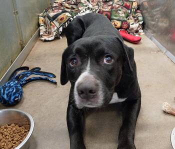 Peter -  Labrador Retriever and Pit Bull Terrier Dog Available for Adoption in La Porte, Indiana - Peter | PetCurious