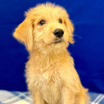 Lorax -  Poodle and Labrador Retriever Dog for Adoption in Pekin, Illinois - Lorax | PetCurious