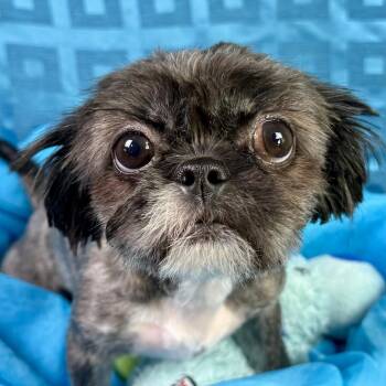 Gidget -  Shih Tzu Dog for Adoption in Hondo, Texas - Gidget | PetCurious