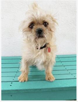 Rescue Brussels Griffon Dogs for Adoption in Los Angeles, California - Bubbles | PetCurious