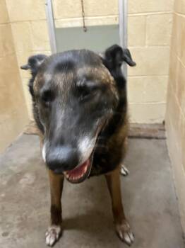 Retriever Dogs Available for Adoption in Benton, Arkansas - Colt | PetCurious