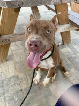 Bonnie -  Mixed Breed Dog for Adoption in Atlanta, Georgia - Bonnie | PetCurious