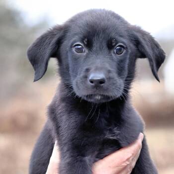 Rescue Black Mouth Cur Dogs for Adoption in Eastford, Connecticut - CT Moonshine | PetCurious