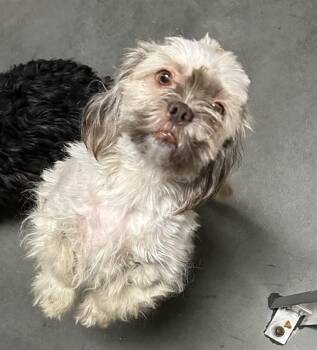 HILLIE* -  Lhasa Apso and Mixed Breed Dog for Adoption in Santa Cruz, California - HILLIE* | PetCurious