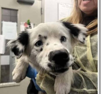 Rescue Australian Shepherd Dogs for Adoption in Ontario, California - Sophie AZ | PetCurious