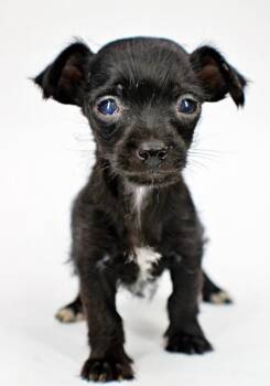 Skyler -  Chihuahua and Mixed Breed Dog for Adoption in Morton Grove, Illinois - Skyler | PetCurious