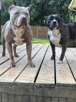 Rescue Mixed Breed Dogs for Adoption in Bahama, North Carolina - Zira | PetCurious