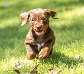 Biscayne -  Dachshund Dog for Adoption in Cumming, Georgia - Biscayne | PetCurious