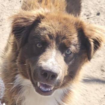 Labrador Retriever Dogs Available for Adoption in Peyton, Colorado - Vega (AP26-127) | PetCurious