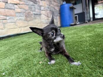 MADDIE---NOT AVAILABLE FOR ADOPTION AT THIS TIME -  Chihuahua Dog for Adoption in Toronto, Ontario - MADDIE---NOT AVAILABLE FOR ADOPTION AT THIS TIME | PetCurious