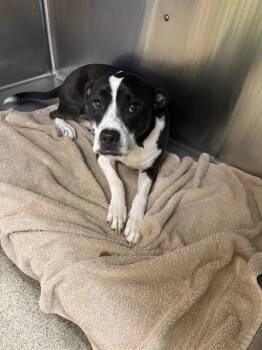 PIPER -  Pit Bull Terrier and Labrador Retriever Dog for Adoption in Fort Myers, Florida - PIPER | PetCurious
