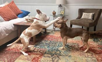 Bonk -  Pit Bull Terrier Dog for Adoption in Wake Forest, North Carolina - Bonk | PetCurious