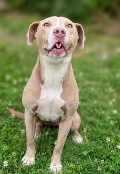 Diamond Grace -  Pit Bull Terrier and Mixed Breed Dog for Adoption in Russellville, Kentucky - Diamond Grace | PetCurious