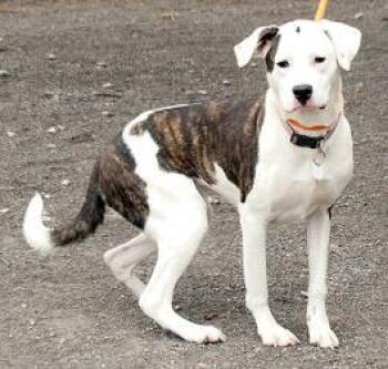 Rescue Mixed Breed Dogs for Adoption in Cincinnati, Ohio - Nala | PetCurious