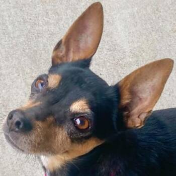 Penny -  Mixed Breed Dog for Adoption in Pleasanton, California - Penny | PetCurious