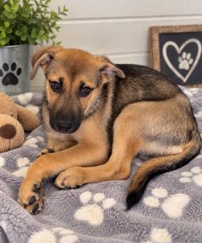 Joey Girl -  German Shepherd Dog Dog for Adoption in Ayden, North Carolina - Joey Girl | PetCurious