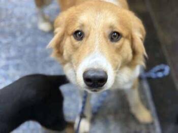 Jackson -  Mixed Breed Dog for Adoption in Memphis, Tennessee - Jackson | PetCurious