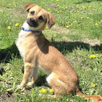 Mixed Breed Dogs Available for Adoption in Waterloo, Iowa - Joshua | PetCurious