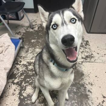 Husky Dogs Available for Adoption in Columbia, Missouri - River | PetCurious