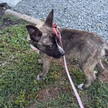 Kora -  Hound and Labrador Retriever Dog for Adoption in Sanford, North Carolina - Kora | PetCurious