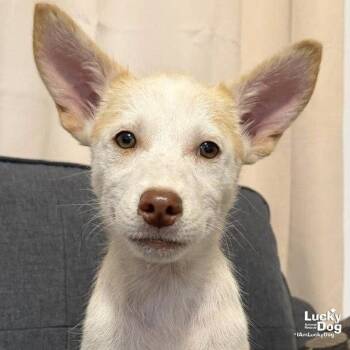 Gisel -  Shepherd and Terrier Dog Available for Adoption in Washington, District Of Columbia - Gisel | PetCurious