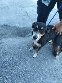 German Shepherd Dog and Mixed Breed Dogs Available for Adoption in Fort Lauderdale, Florida - CHLOE | PetCurious