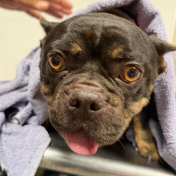 French Bulldog Dogs Available for Adoption in Yuma, Arizona - Reina | PetCurious