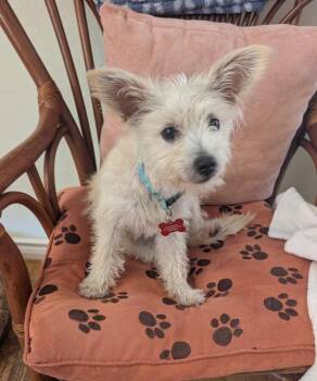 Snow White -  Chihuahua and Schnauzer Dog for Adoption in Sedalia, Colorado - Snow White | PetCurious