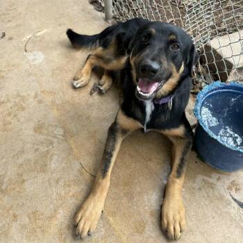 Rescue Rottweiler and German Shepherd Dog Dogs for Adoption in Stephenville, Texas - Tyrannosaurus Rex | PetCurious