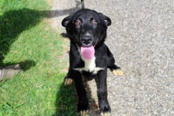 Rescue Black Labrador Retriever Dogs for Adoption in Jacksonville, Texas - Gelli (Angelite) | PetCurious