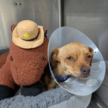 Chihuahua Dogs Available for Adoption in Houston, Texas - Boone | PetCurious