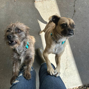 Rescue Pug and Mixed Breed Dogs for Adoption in San Francisco, California - Bowser | PetCurious