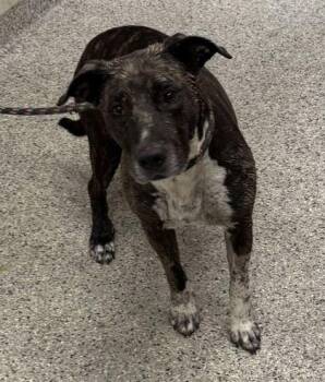 Tilly -  Pit Bull Terrier and Mixed Breed Dog for Adoption in Kansas City, Missouri - Tilly | PetCurious