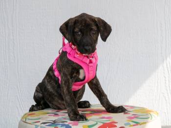 Kourtney -  Mixed Breed Dog for Adoption in Savage, Minnesota - Kourtney | PetCurious