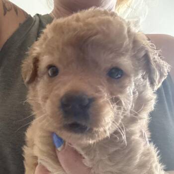 Zion -  Golden Retriever and Maltese Dog for Adoption in Sacramento, California - Zion | PetCurious