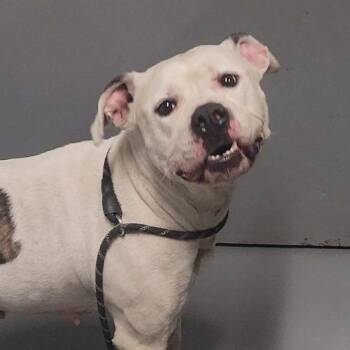Myka -  Mixed Breed Dog for Adoption in Edwardsville, Illinois - Myka | PetCurious