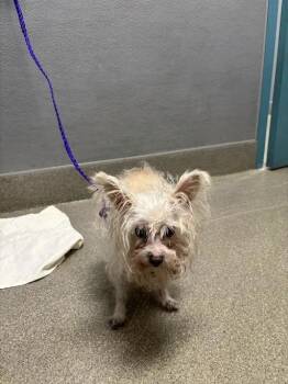 MS. SHAYLA -  Terrier and Mixed Breed Dog for Adoption in Las Vegas, Nevada - MS. SHAYLA | PetCurious