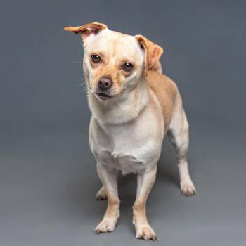Chihuahua and Dachshund Dogs Available for Adoption - Zion | PetCurious