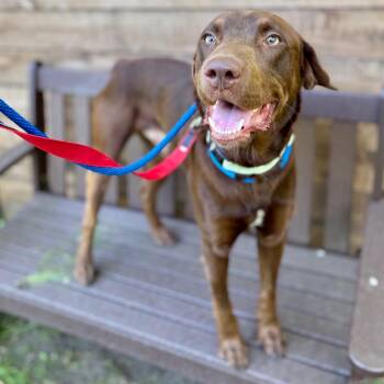 Copper -  Mixed Breed Dog for Adoption in New York, New York - Copper | PetCurious