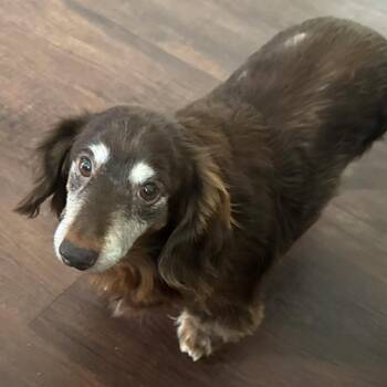 Koda -  Miniature Dachshund Dog for Adoption in Dayton, Ohio - Koda | PetCurious