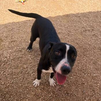 Pepper KCAC #677.26 -  American Staffordshire Terrier and Mixed Breed Dog for Adoption in Kerrville, Texas - Pepper KCAC #677.26 | PetCurious